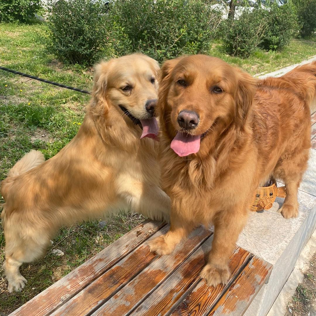 沈阳卖花金毛妞妞