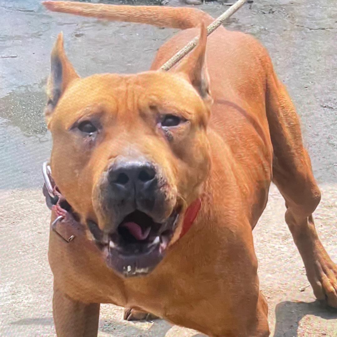 广西肥四 老表-比特串田园犬之家