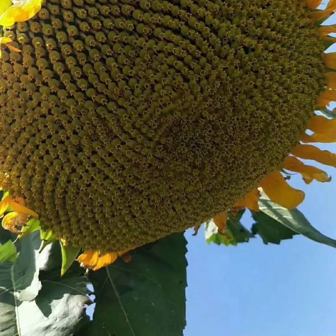 格美居家食品优品店