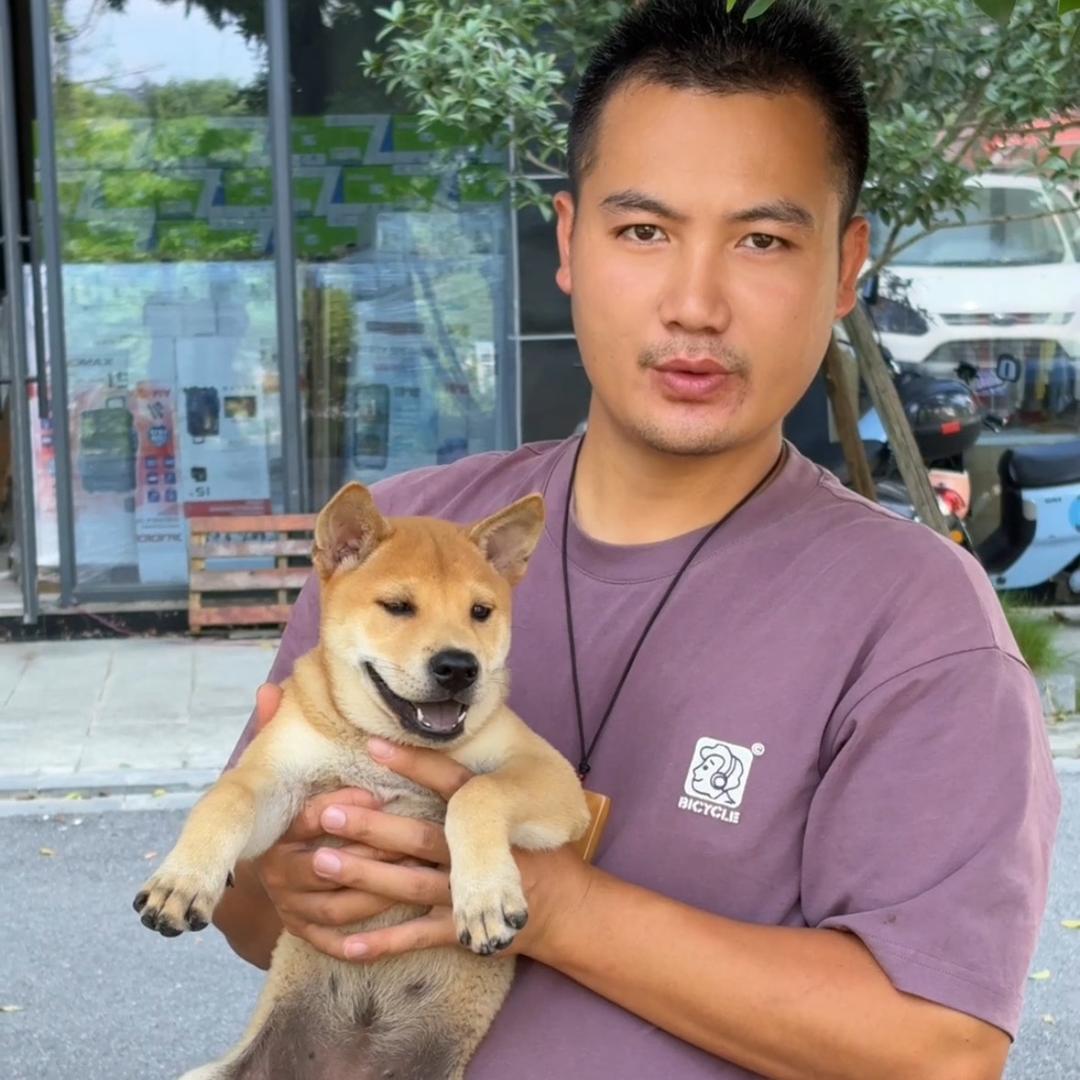 广西田园犬（东壹宠物）佬兵