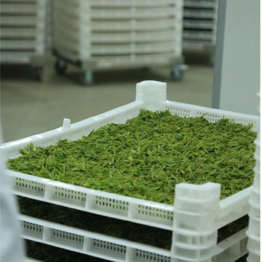 大山茶厂（源头茶厂批发直供）