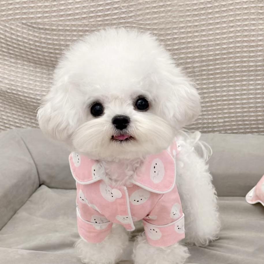 北京 棉花糖犬舍（比熊）