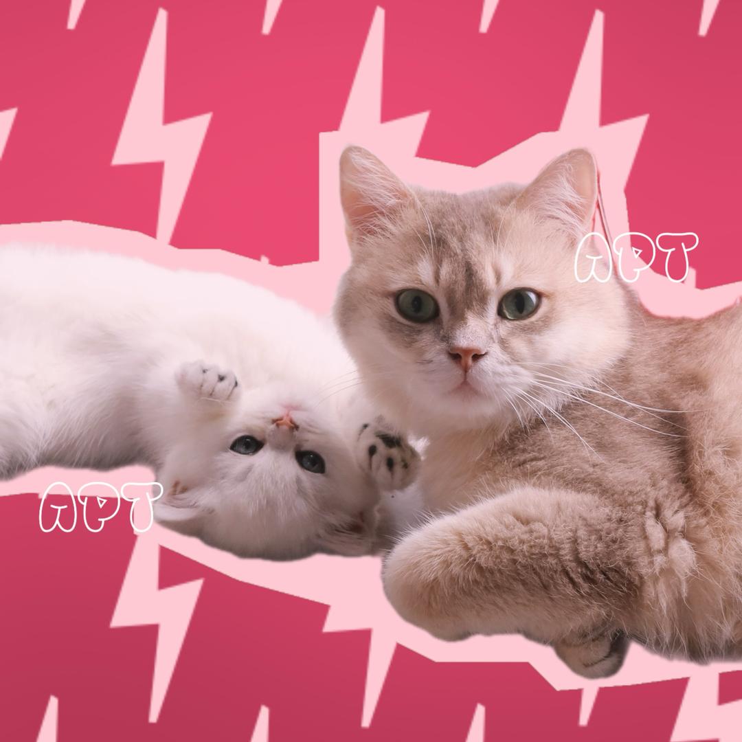 菜菜是个猫猫🐱