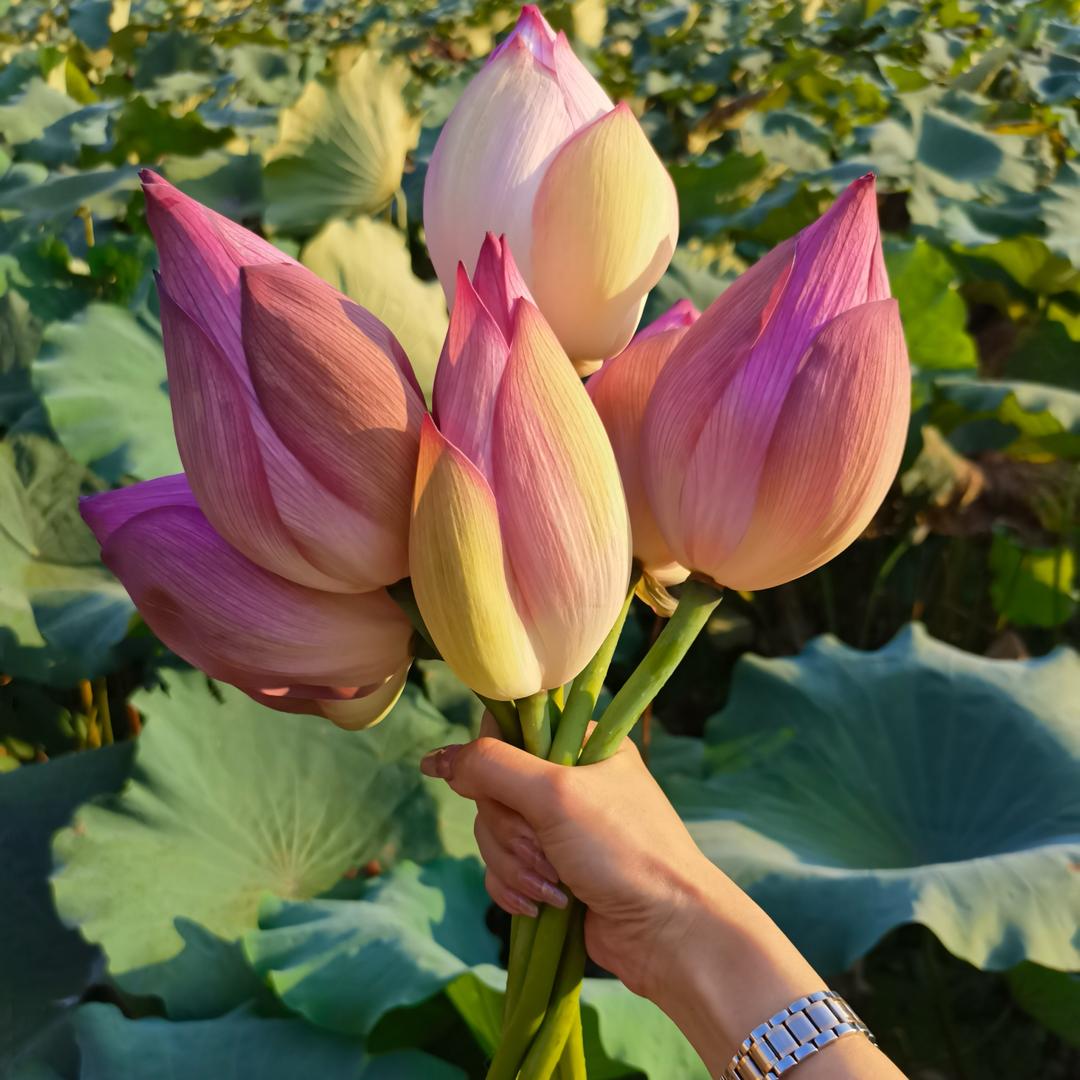 💗兰小姐🍀头像