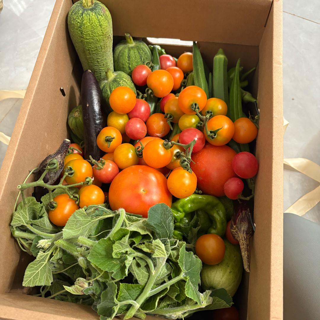 小菜园采摘日记