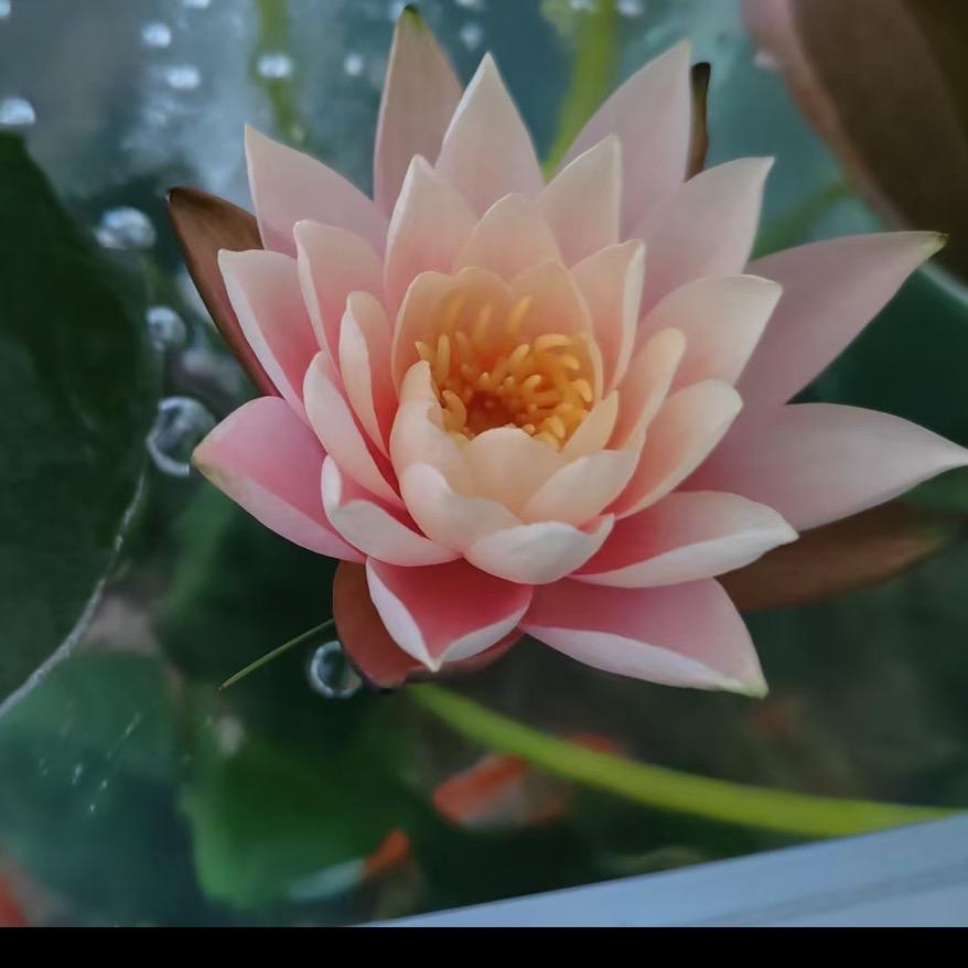 蓝连花🌷🌷🌷