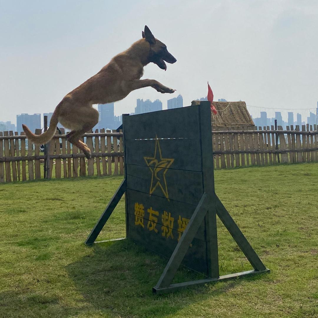 宜昌江畔宠物露营基地