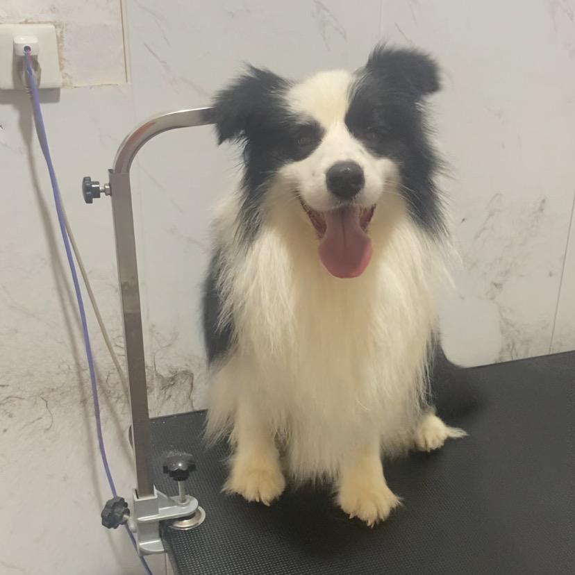 车先生犬舍