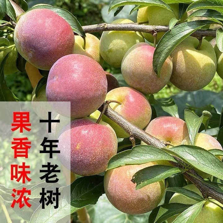 田野上农业