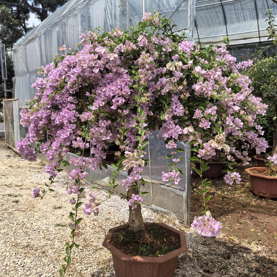云南花卉种植基地