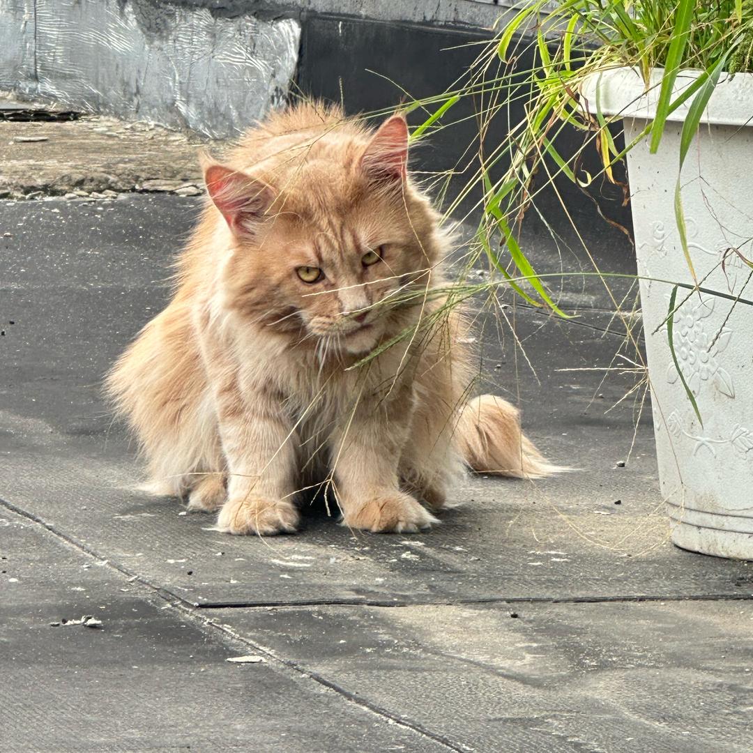 大橘猫山胖（丧彪）哥