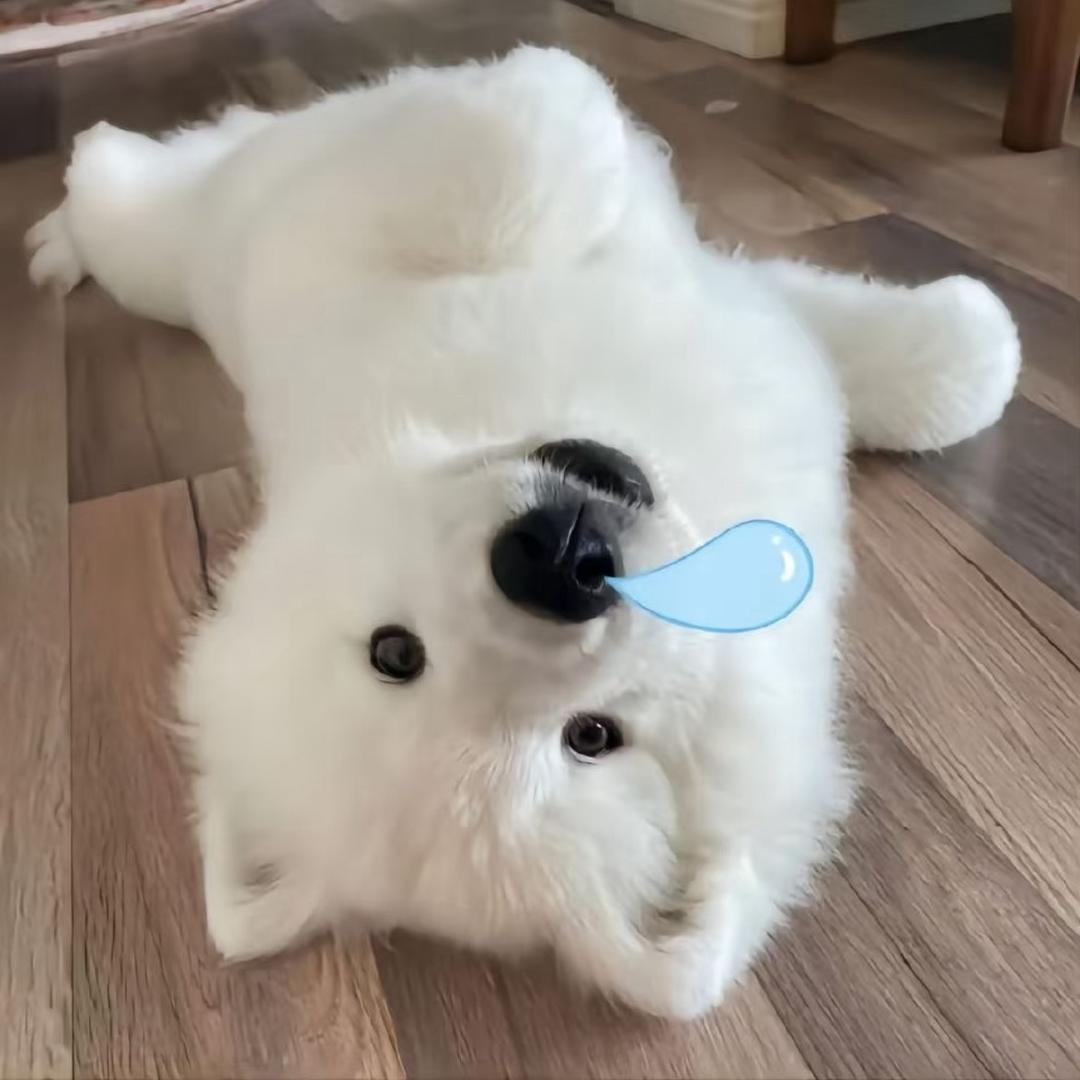 来一个鸡腿