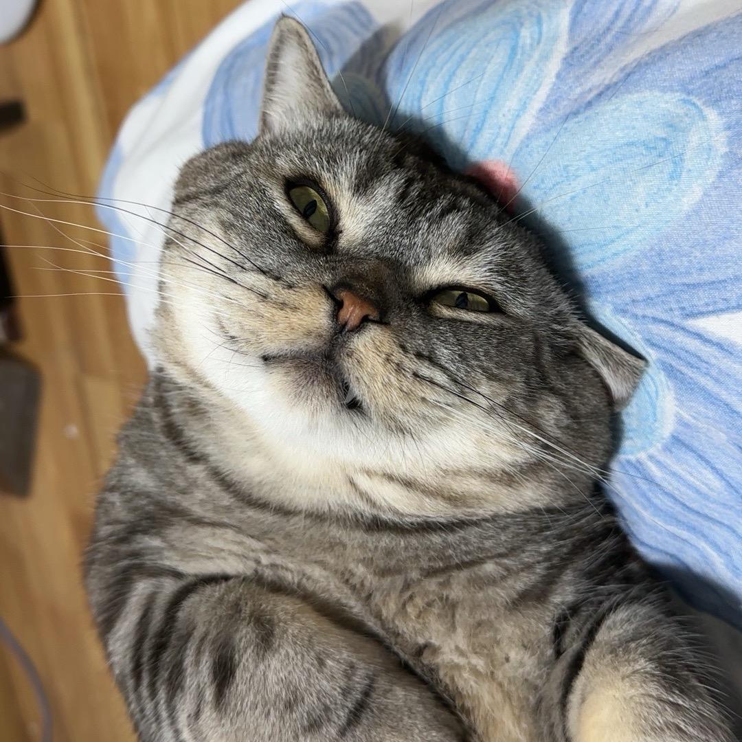 粘人精🐈二毛和咪咪