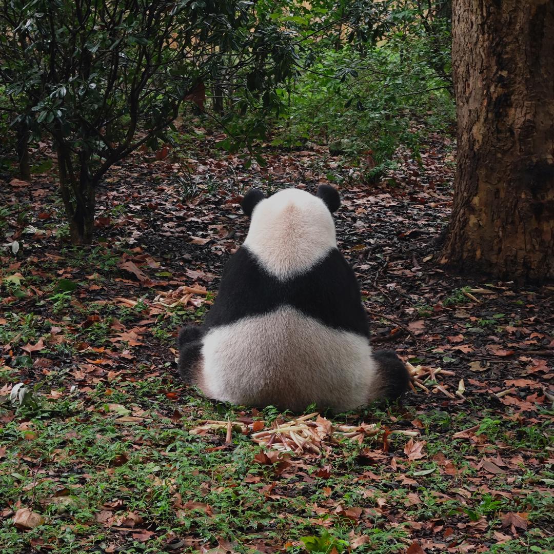 伊日