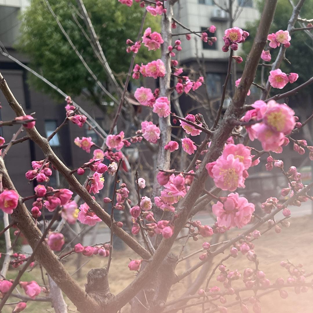 西语思优品严选店