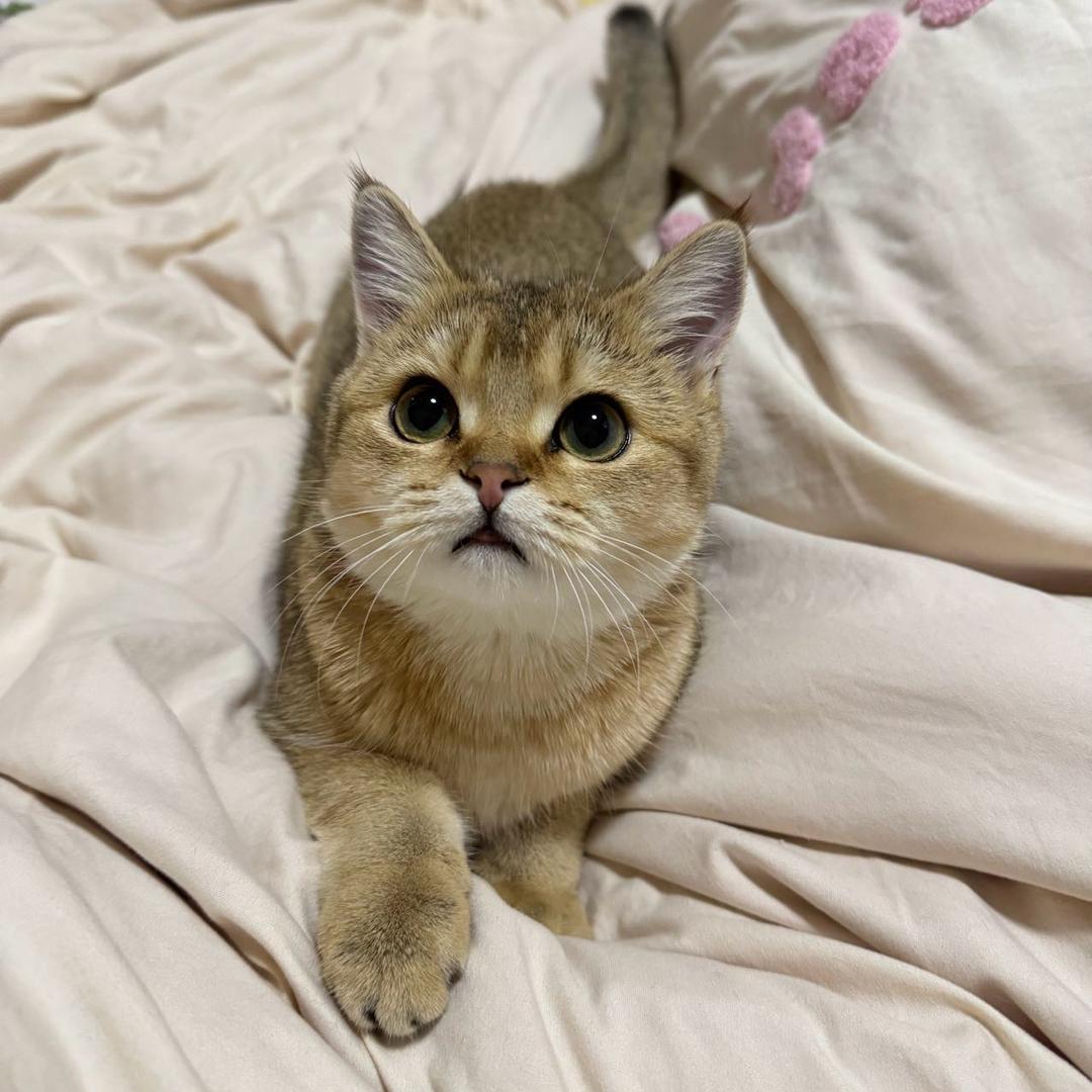 罗密欧与猪过夜