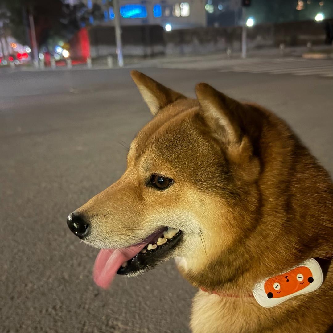 柴犬叮叮