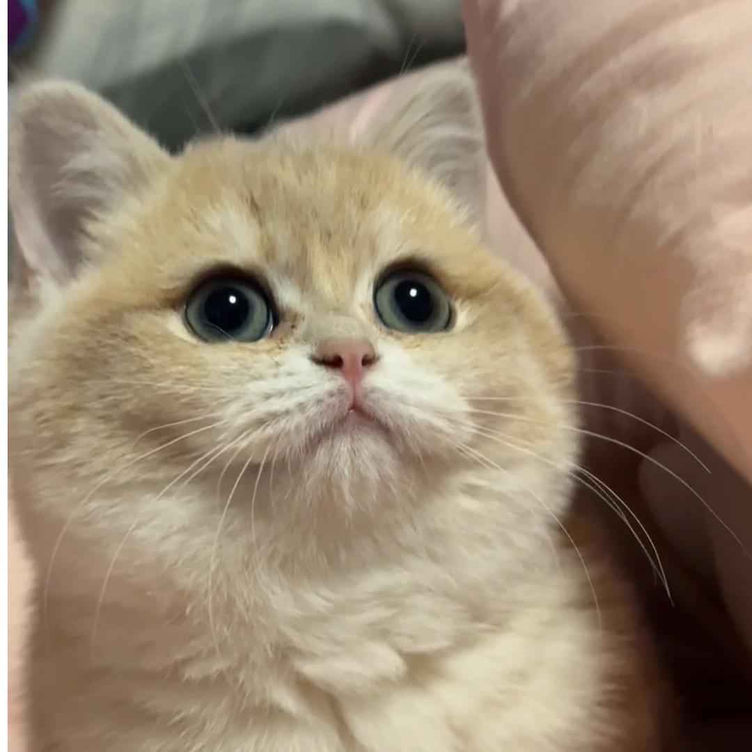 安娜和安妮的橱窗