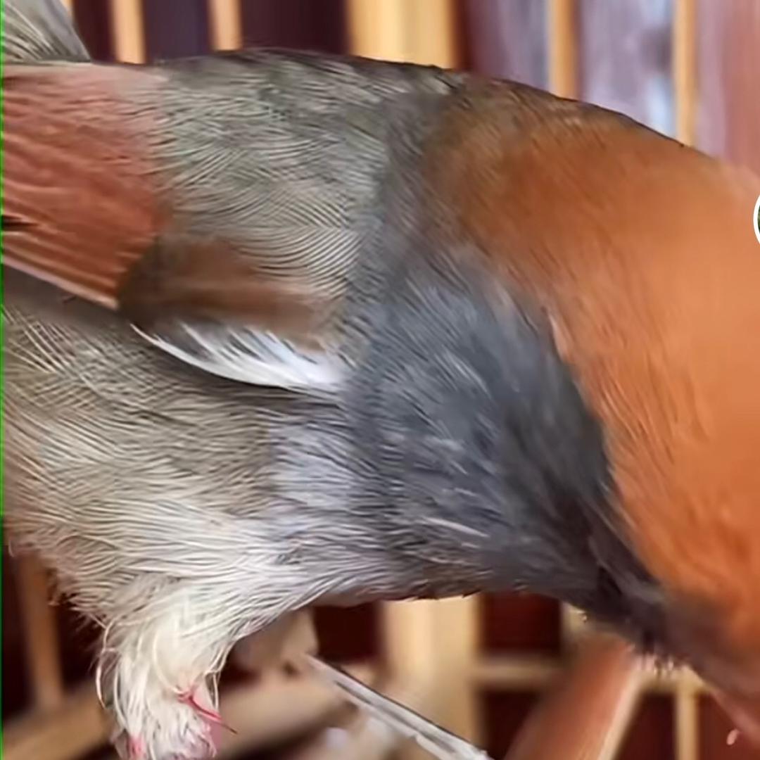 鸟歌有粮鸟食