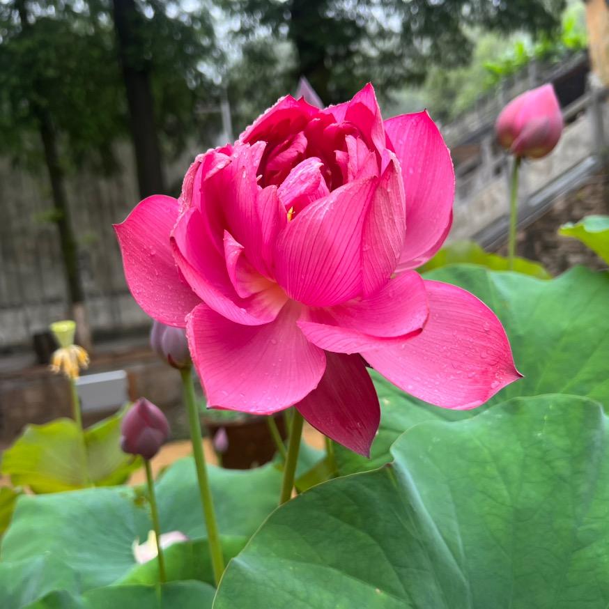 ～李3姐～（梓雨商贸）