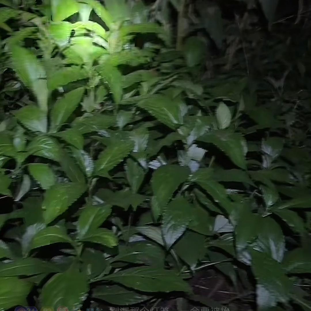 拐子