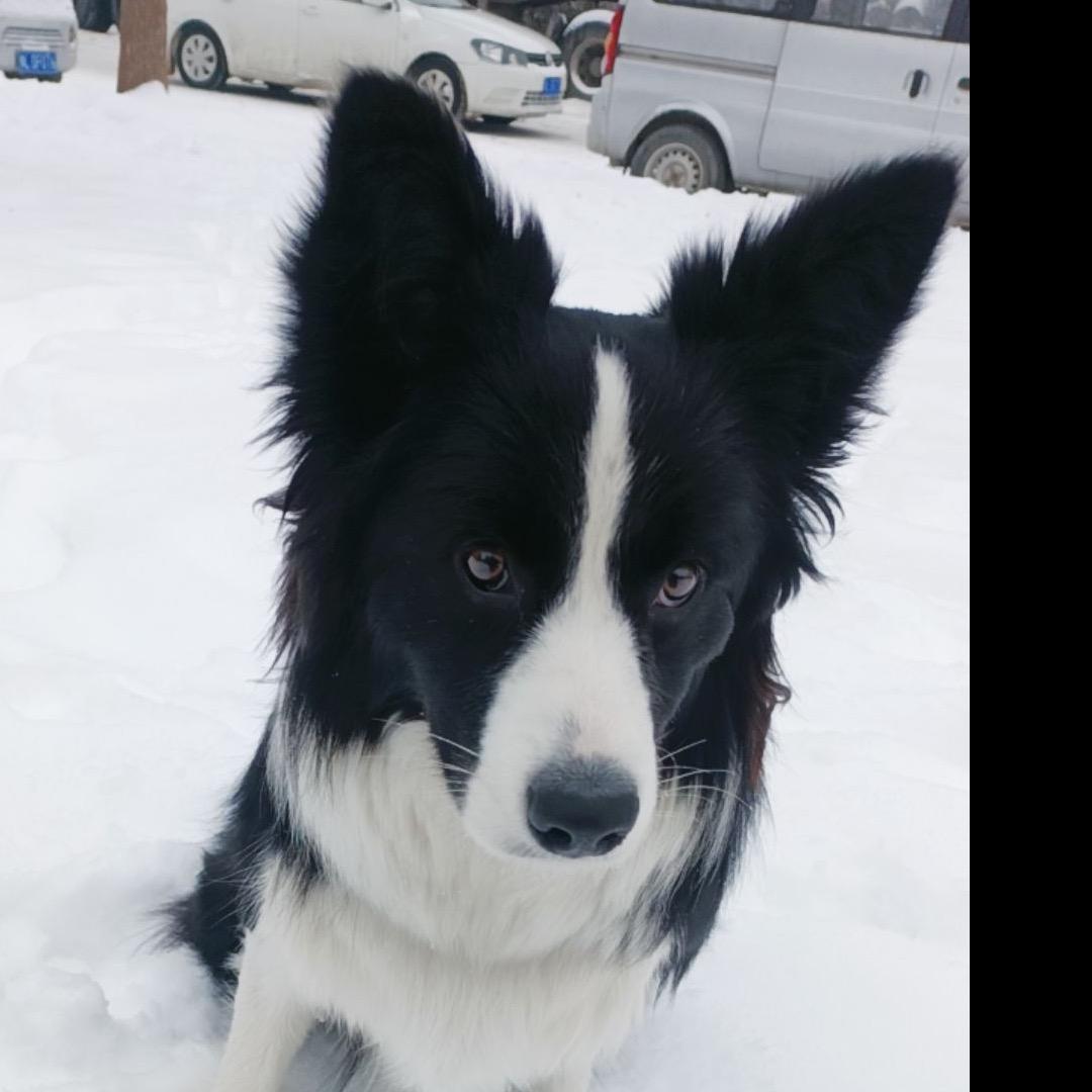 一个叫芒果的狗狗