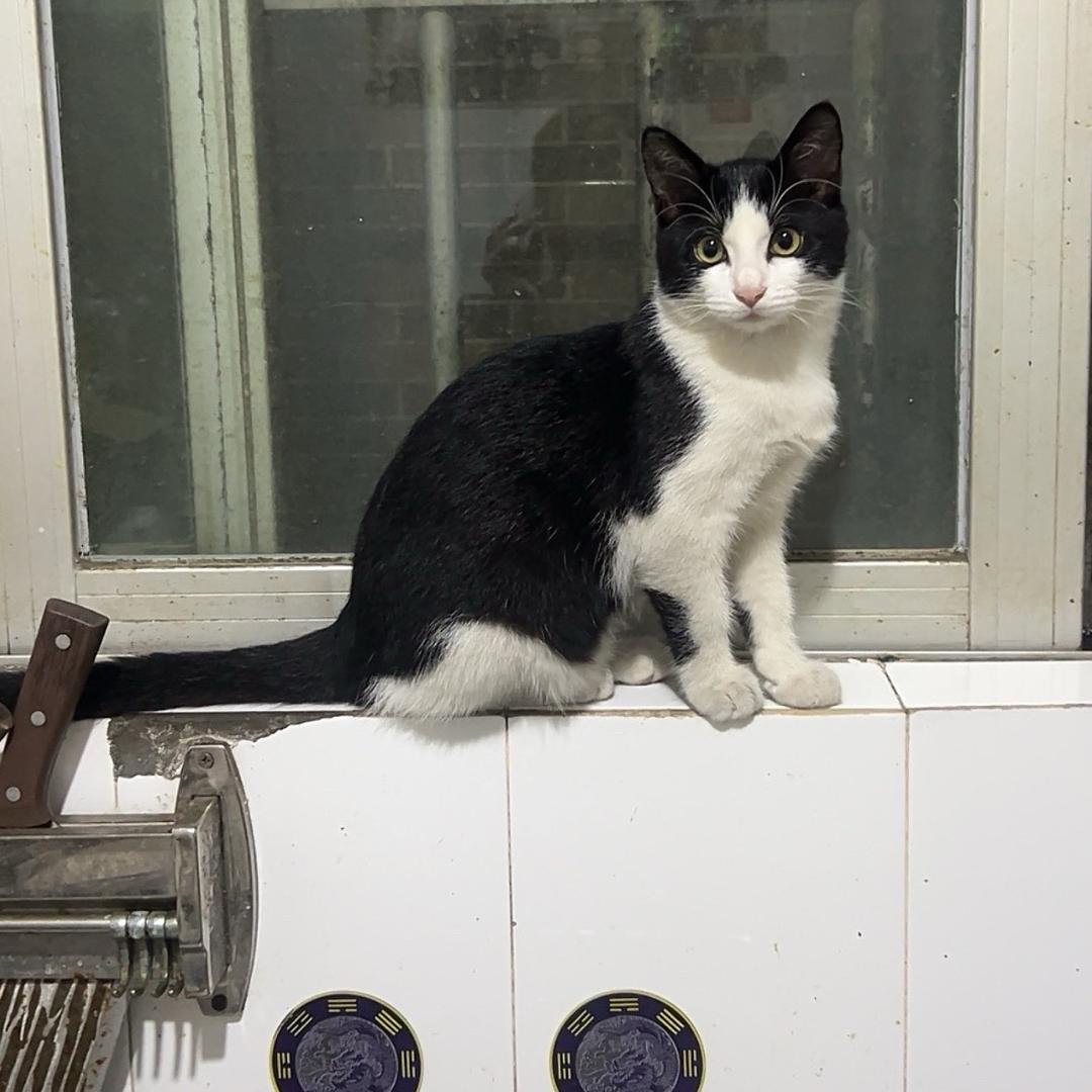 莱福是只奶牛猫