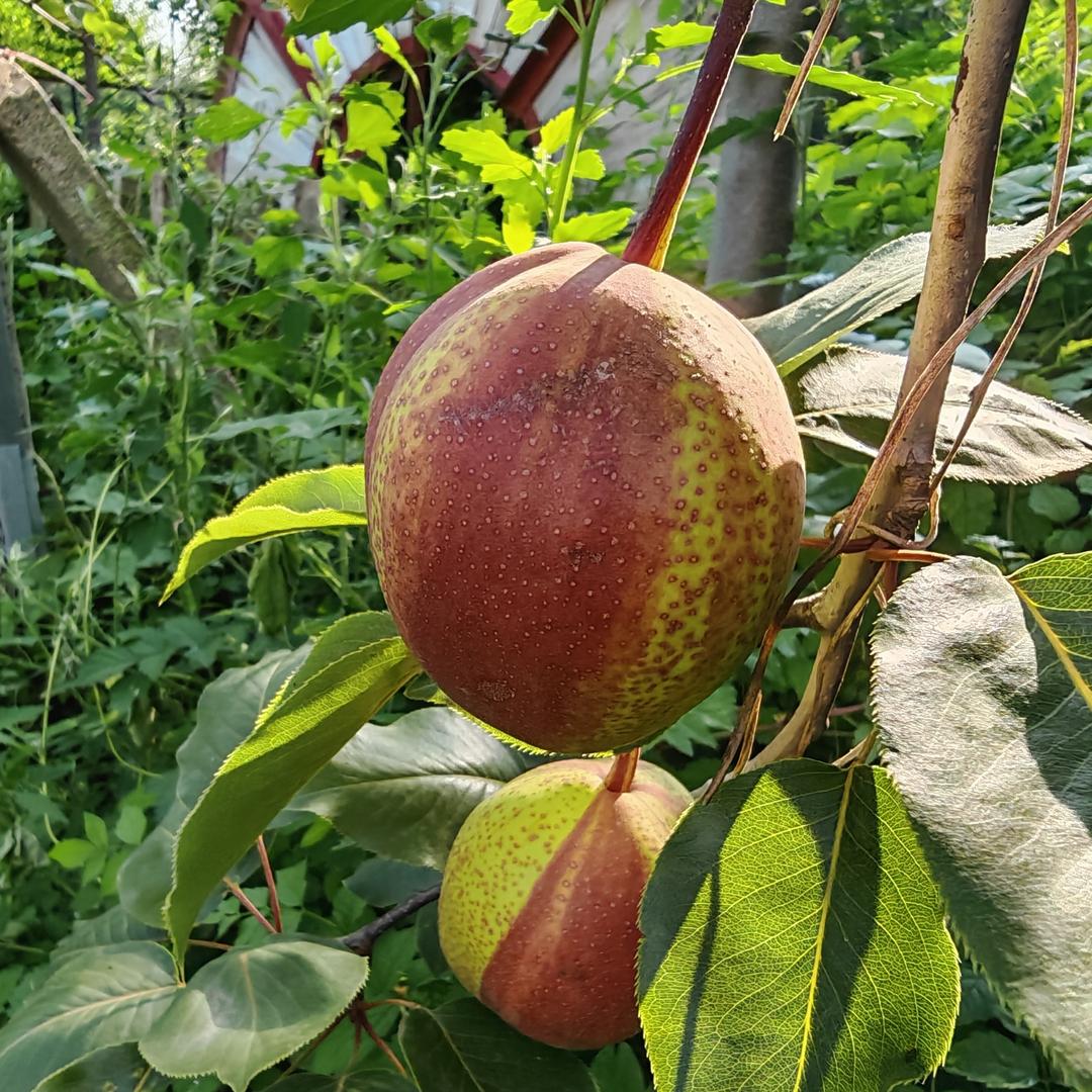 锦绣农产品优选