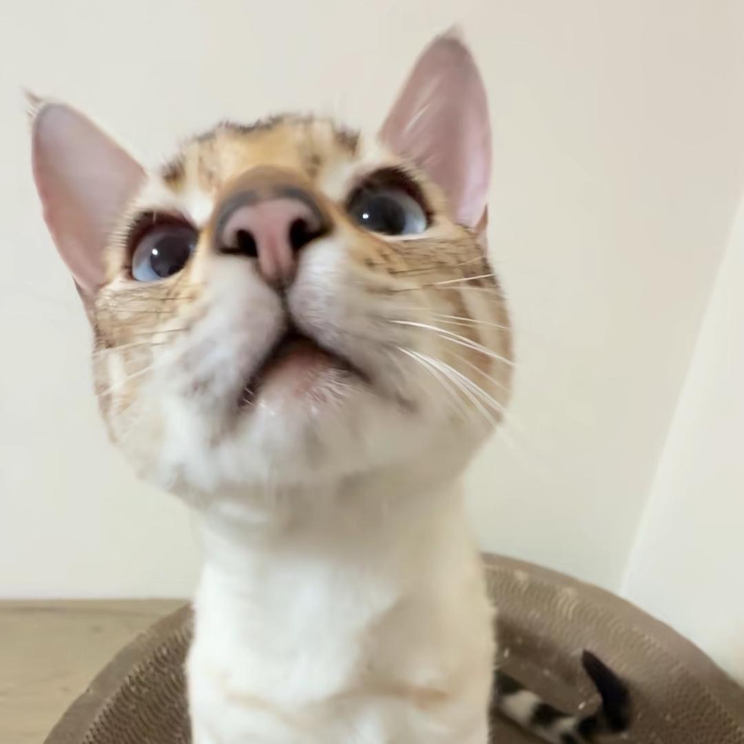 雅feiii