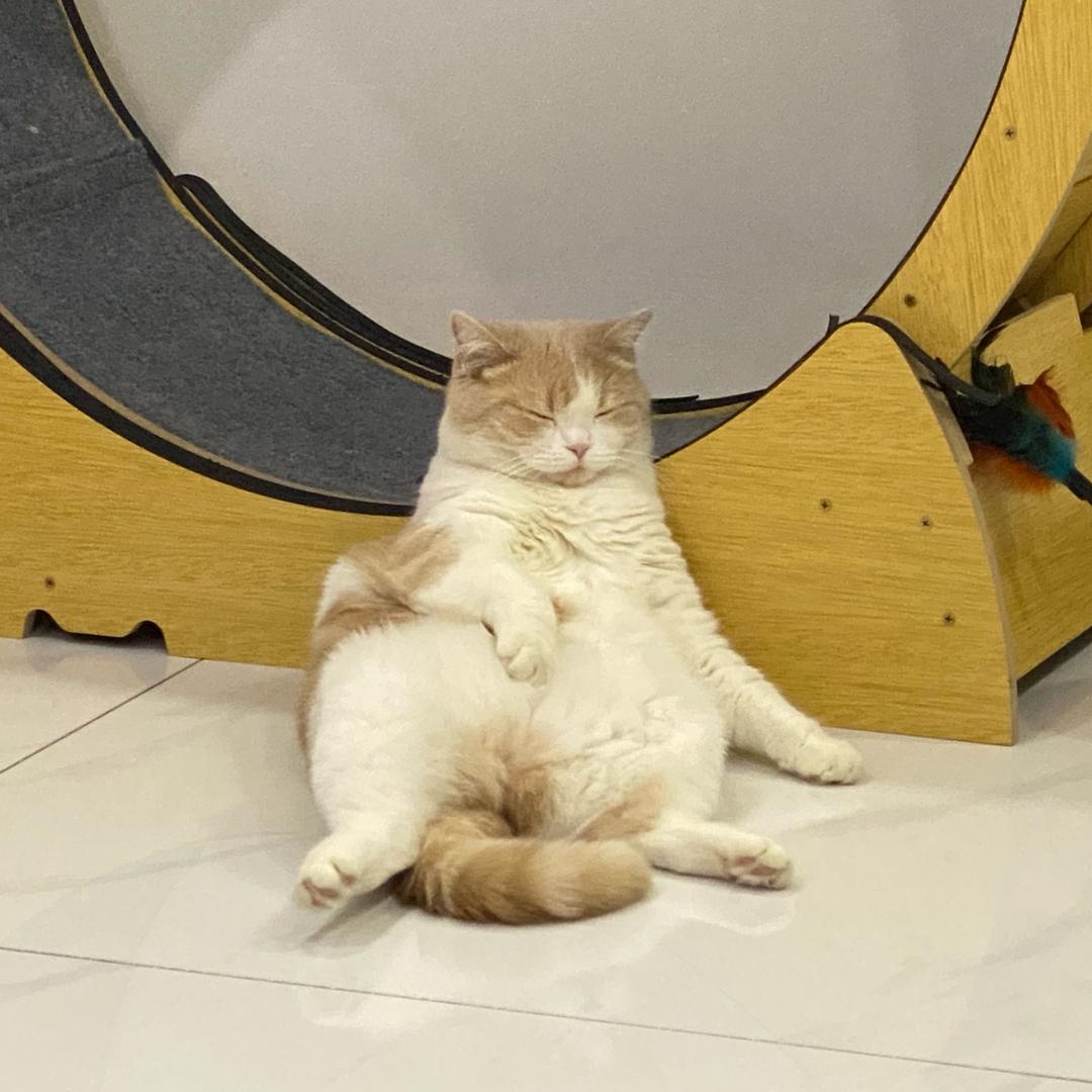 锅bb