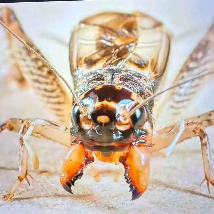 🦗盛龍国际🦗