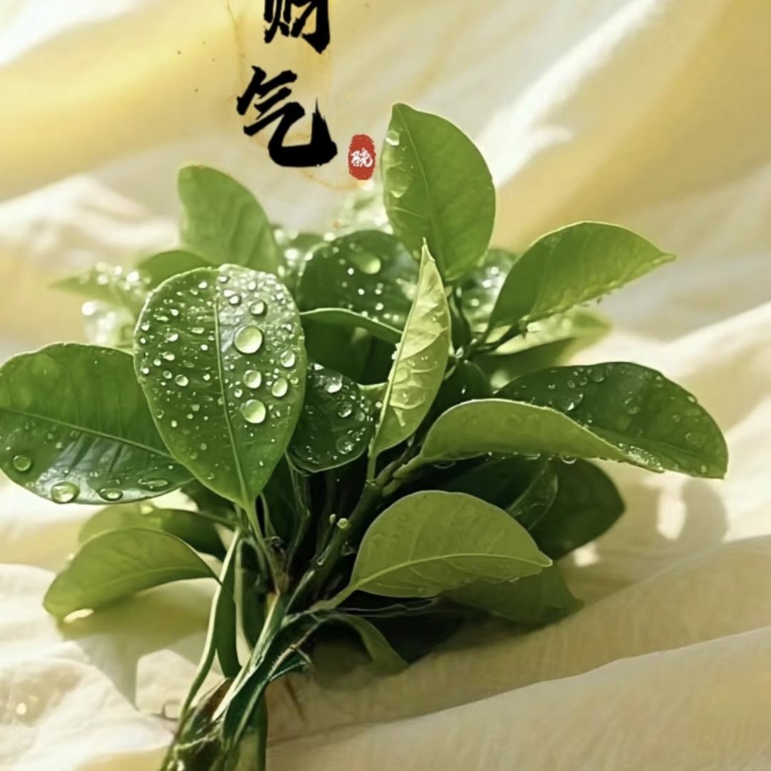 Ꮚ ֊ .̫ᐝ✨古往金来🎀 ☾  ᝰ