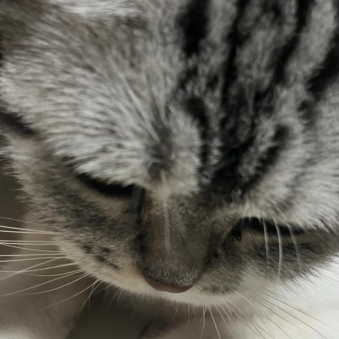Musid