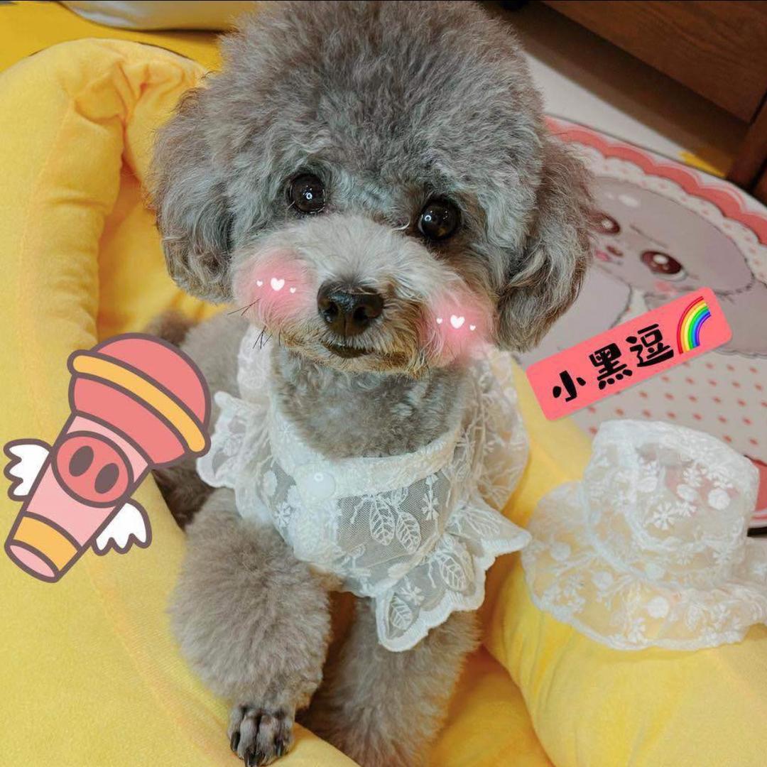 小黑逗成长记🌈
