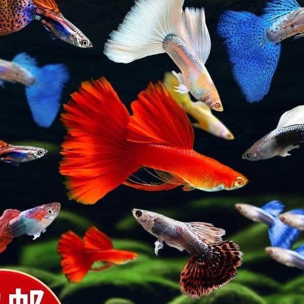 荣煜热带观赏鱼