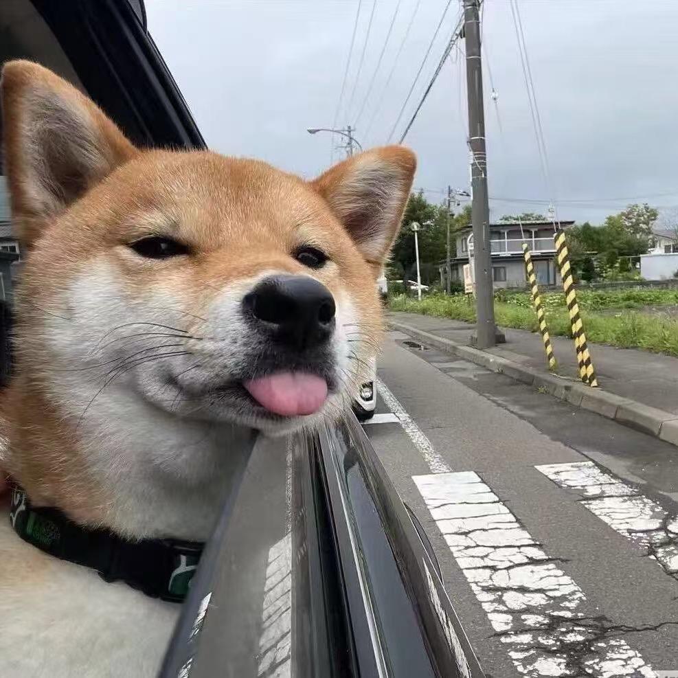 猪宝