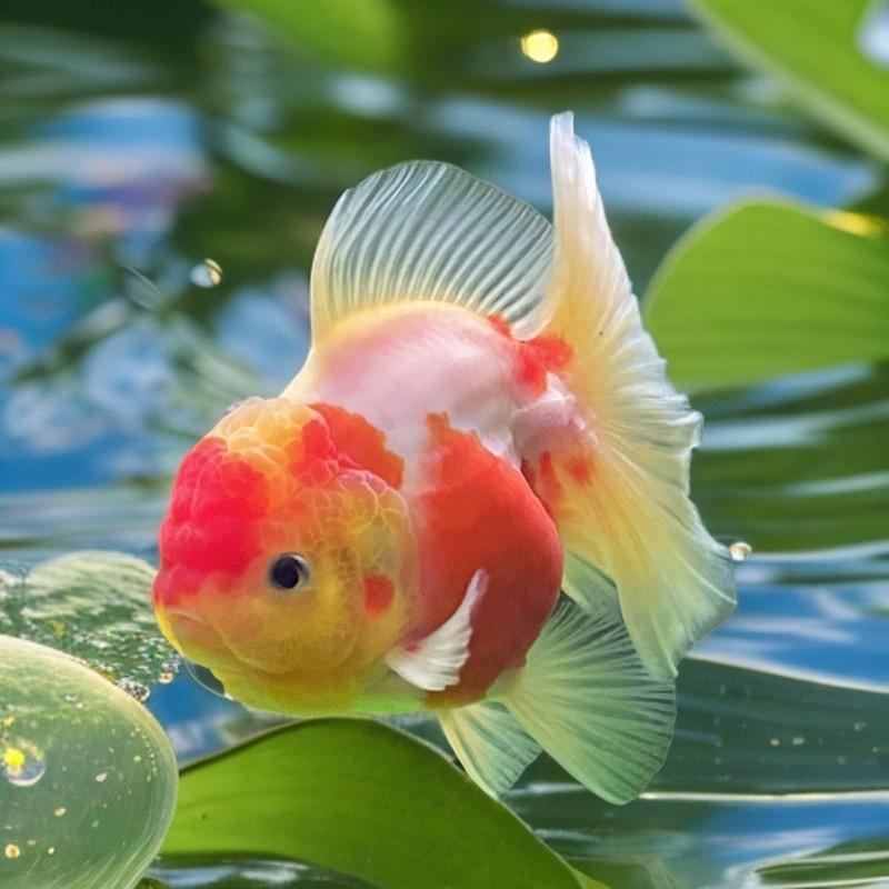 小敏养金鱼