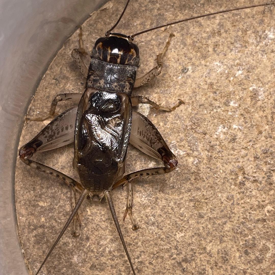 祺源蛐蛐🦗蟋蟀