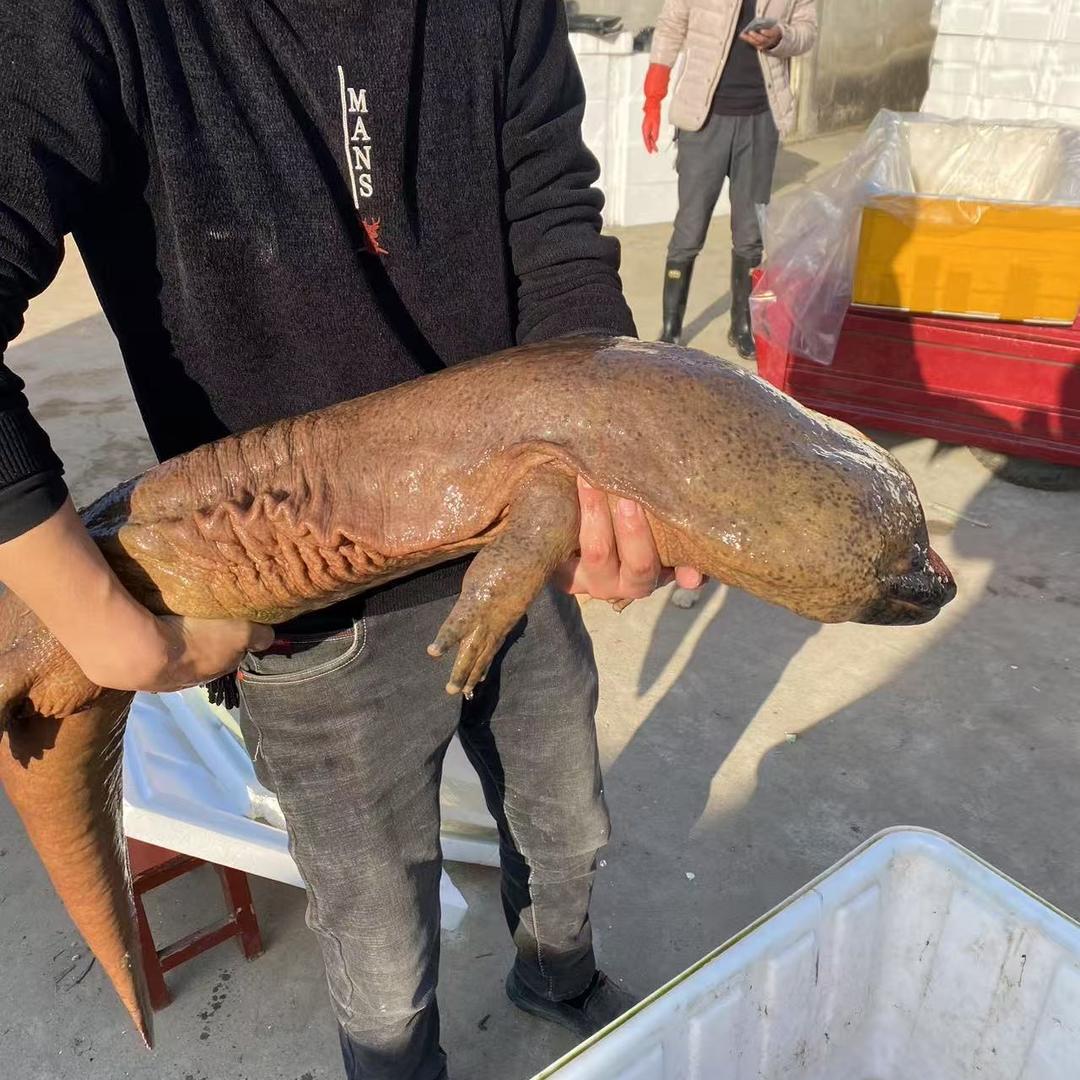 老九门娃娃鱼养殖场