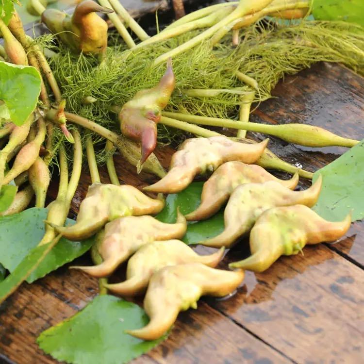 分宜凤阳菱角