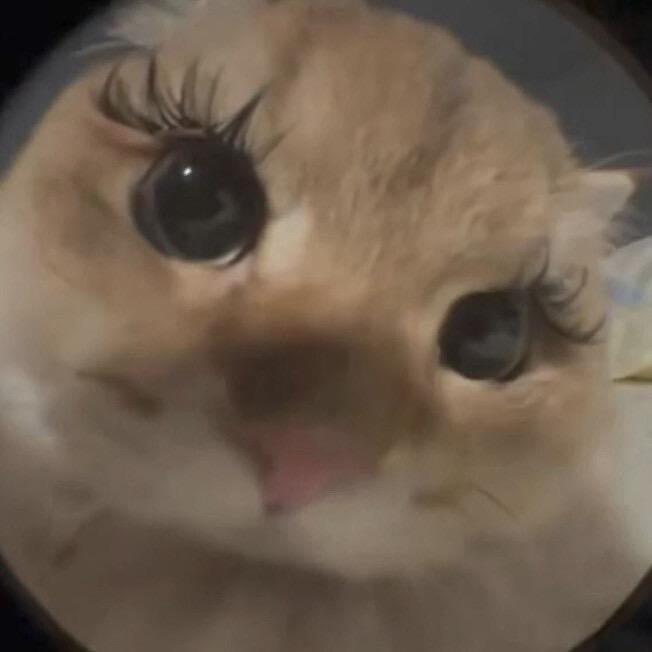 博美姐