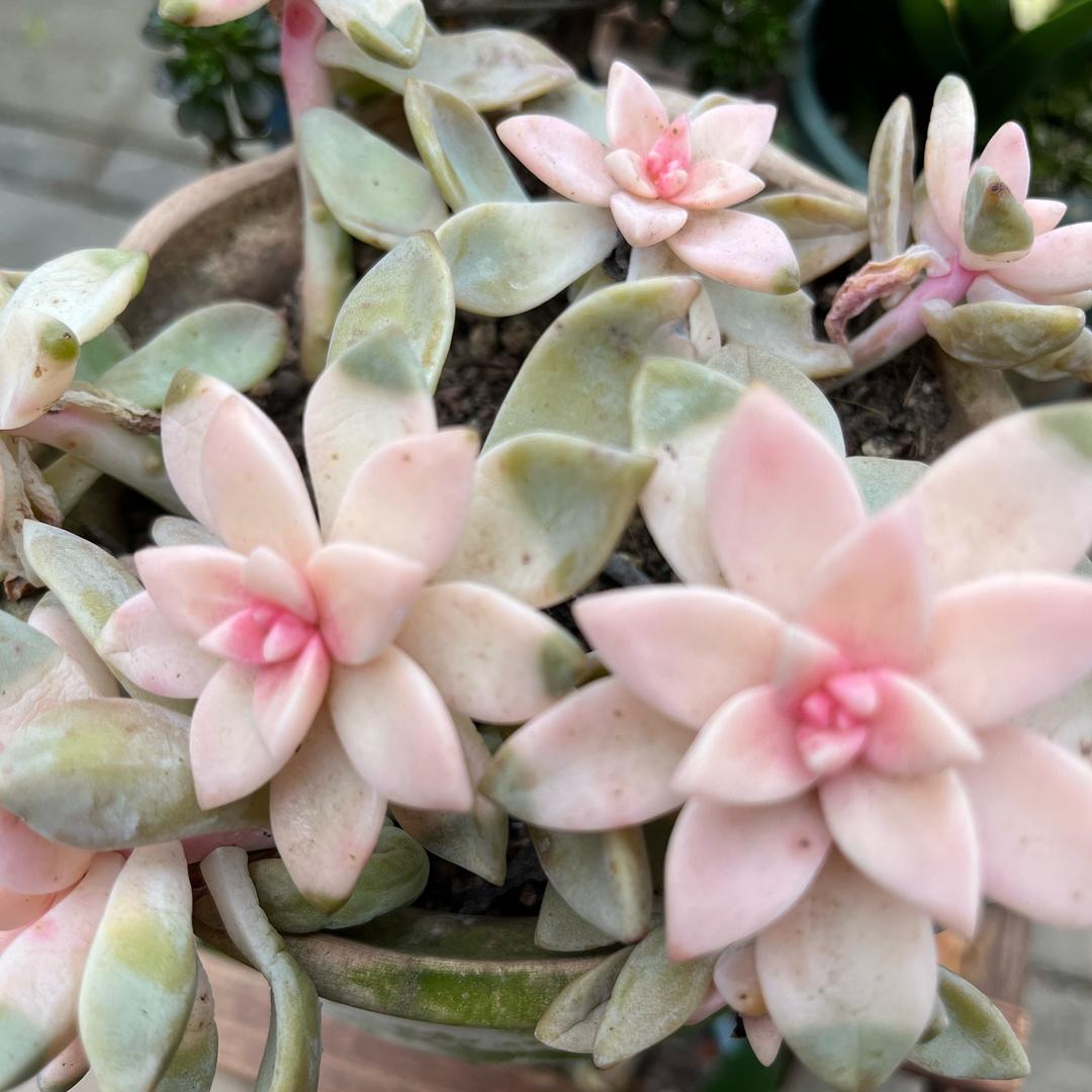 爱养花的八零后的头像