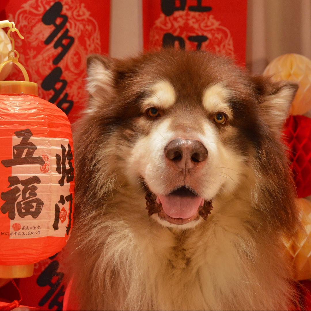 皮皮壮的麻麻