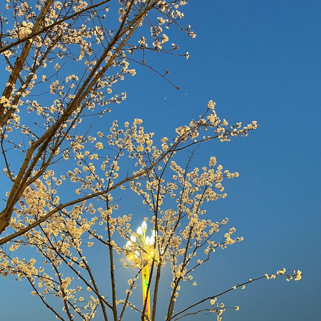 小虫的虫飞走了