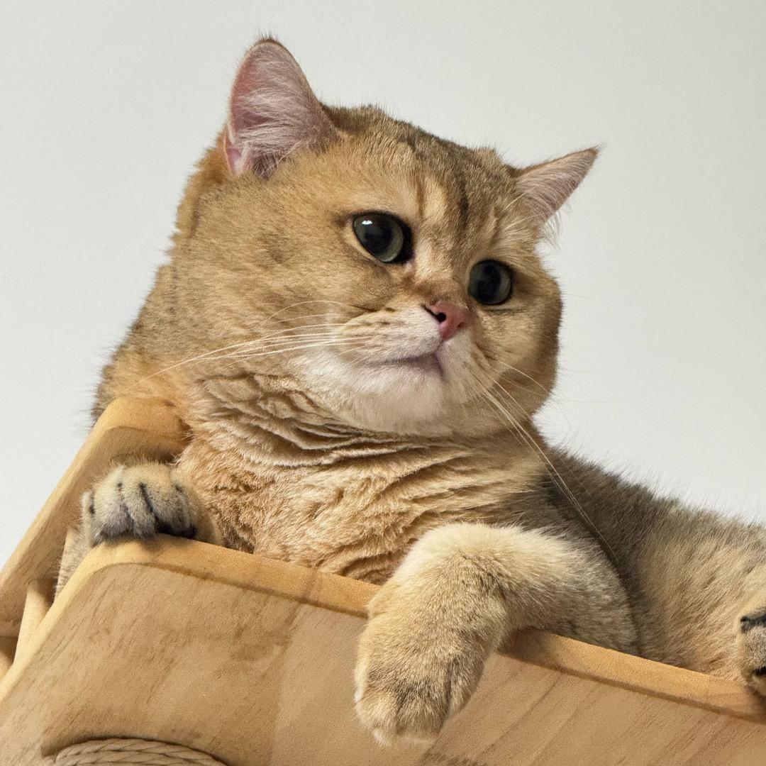 王来福福