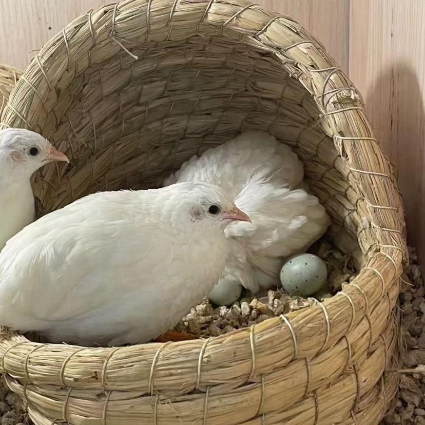 三哥家的芦丁鸡