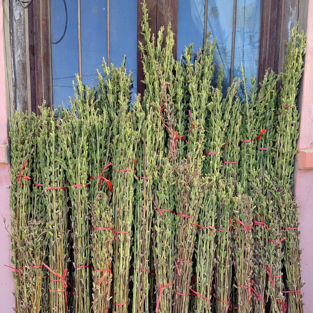 吉祥香香🌷🌷🌷