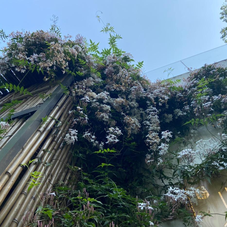 ღ᭄杨家菇涼ꦿ᭄