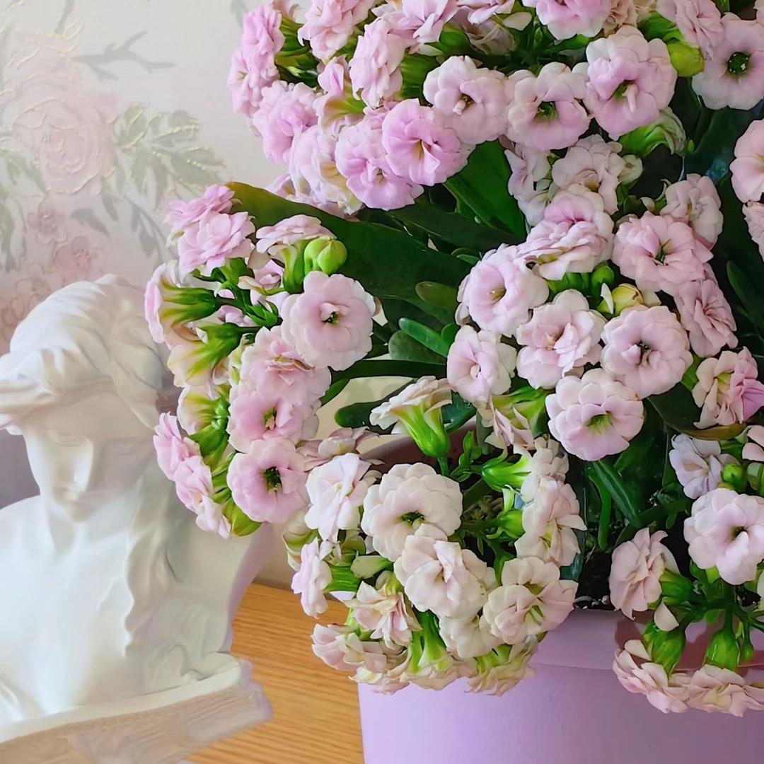 花之恋物语