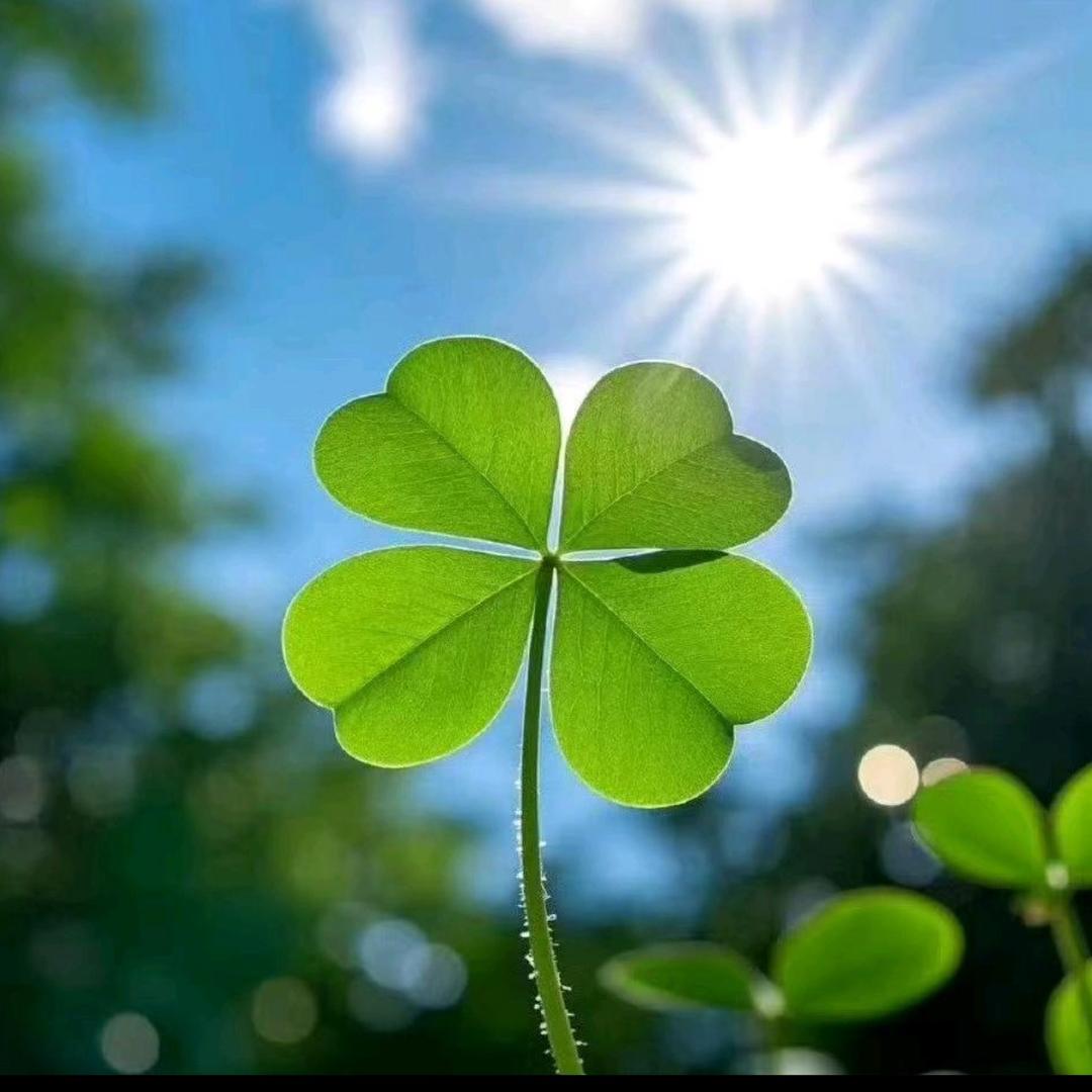 杏运草🍀